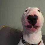 roflya