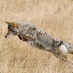 Coyote_dfx