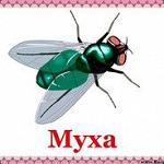 Myxa