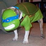 TMNTDOGGO