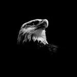 Eagle_:З