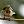 sparrow_ass