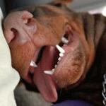 Raydon