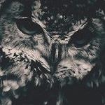 Owl