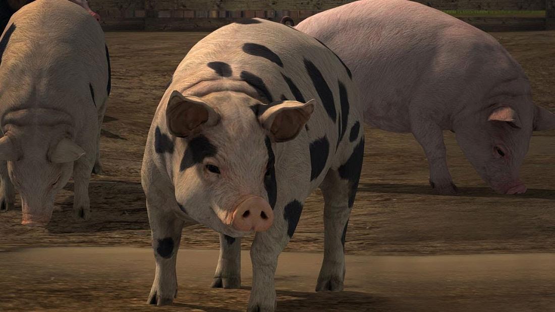 Свиньи в Farming Simulator 19: Как их разводить?