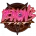 Demon's Tilt
