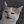 CatMaker