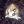 Diman_kols