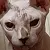 alextigr4848